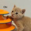 Obi photo 2