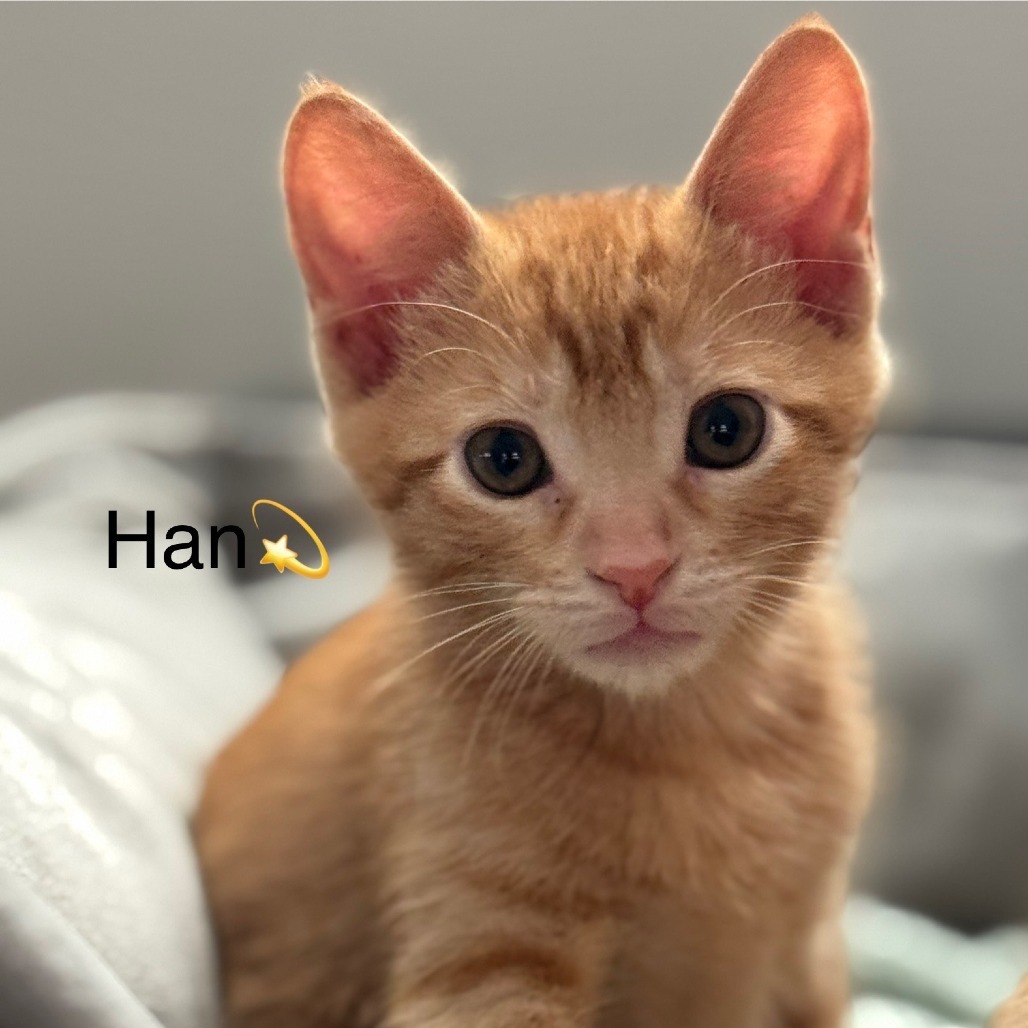 Han