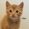 Han photo 2