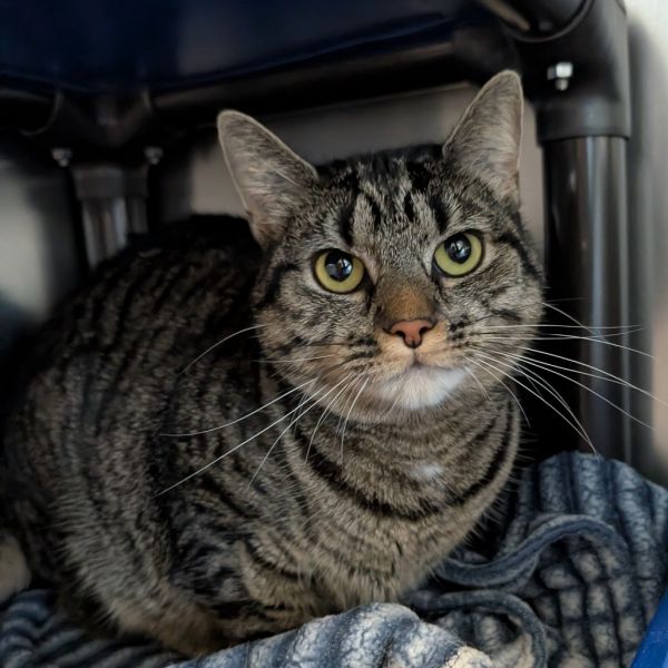 Gravy (bonded W/ Biscuit)