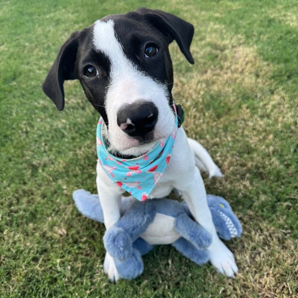 Kona Summer