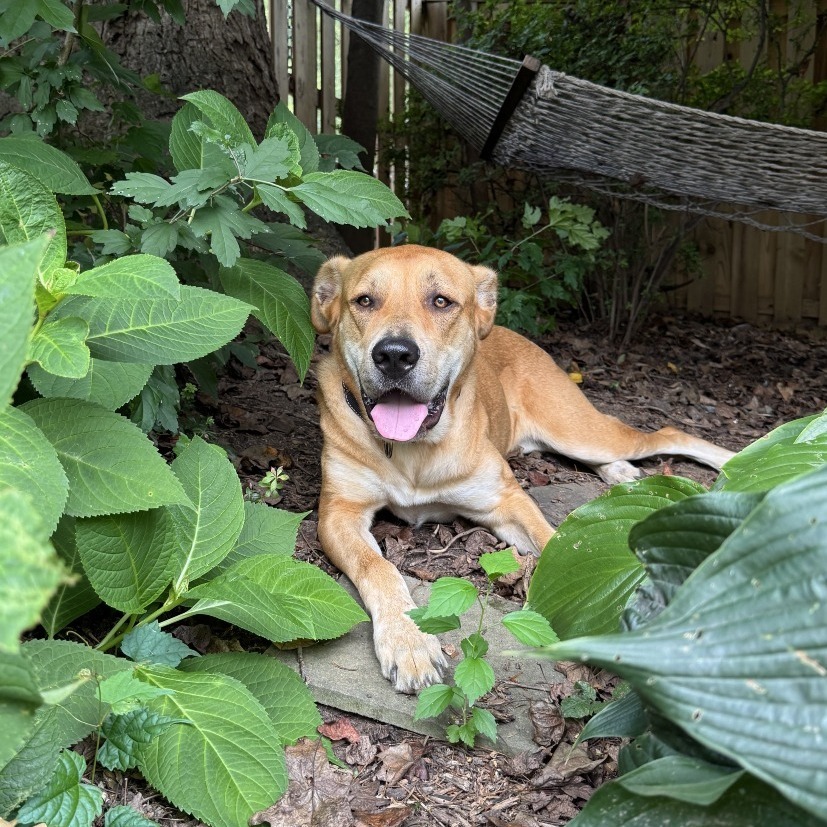 Lily