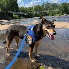 Rottie