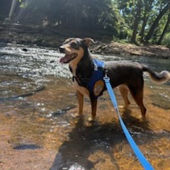 Rottie