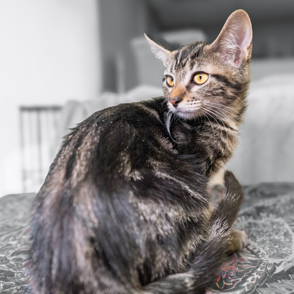Cleopatra