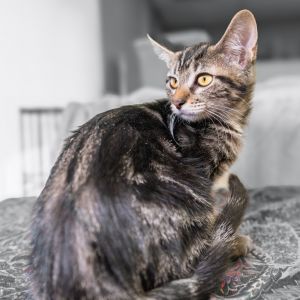 Cleopatra, Baby Female unknown