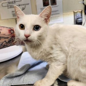 Coconut, Senior Female unknown
