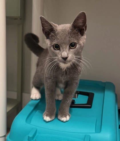 Glyfie
