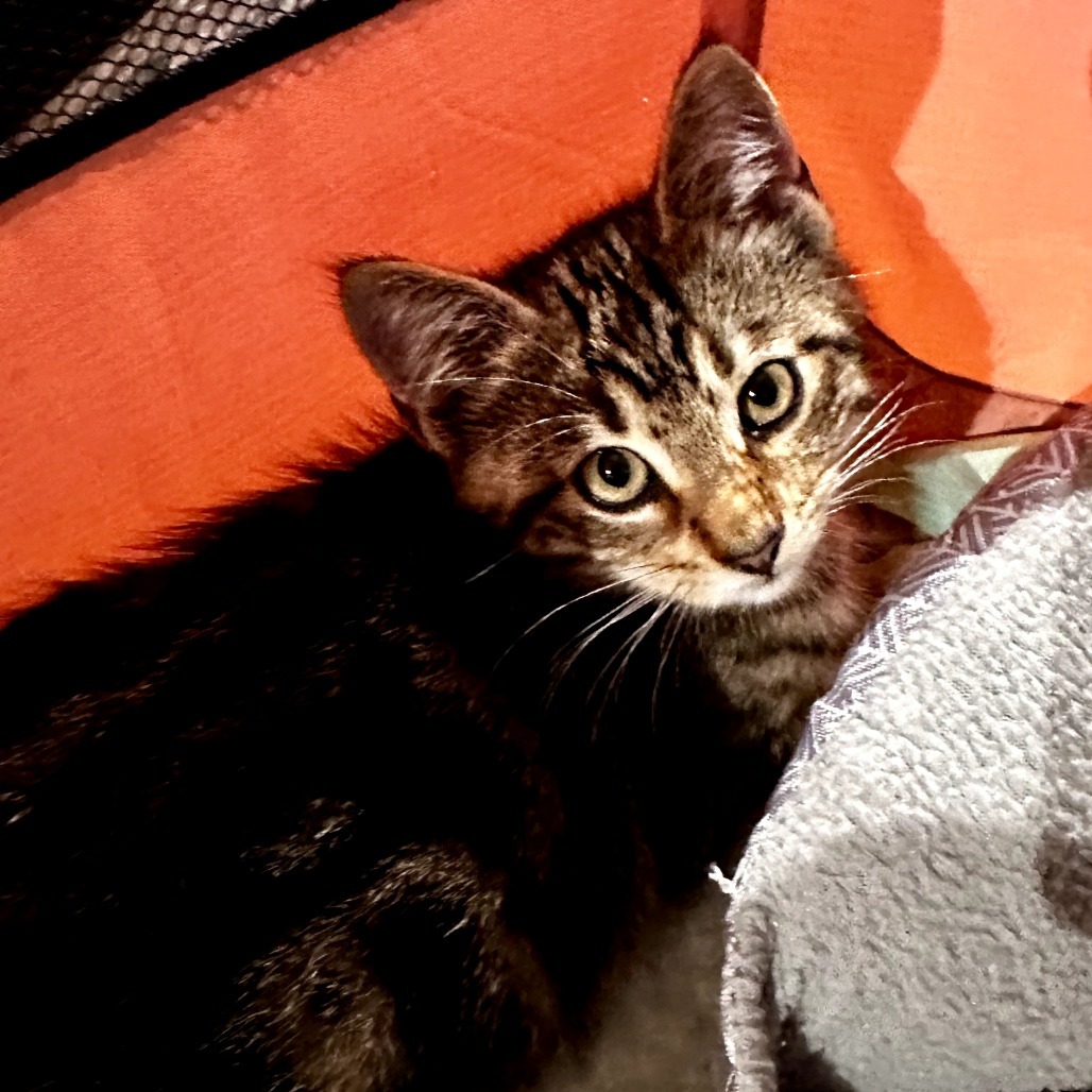 Amos