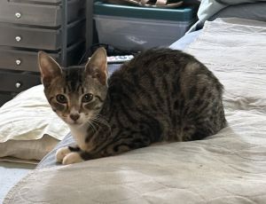 Chucky, Baby Male Domestic Short Hair