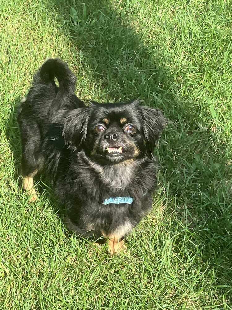 Dakota JC, an adoptable Pekingese, Chihuahua in Peoria, IL, 61604 | Photo Image 1
