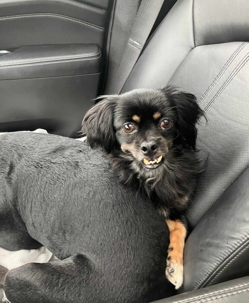 Dakota JC, an adoptable Pekingese, Chihuahua in Peoria, IL, 61604 | Photo Image 2