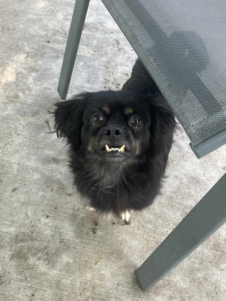 Dakota JC, an adoptable Pekingese, Chihuahua in Peoria, IL, 61604 | Photo Image 3