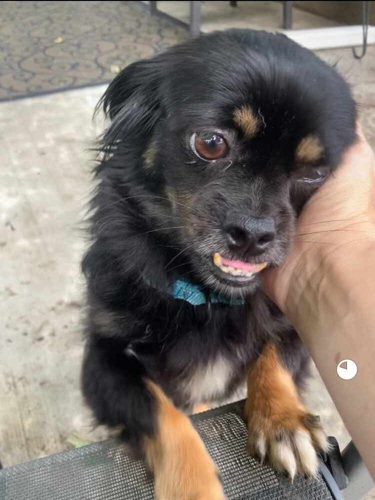 Dakota JC, an adoptable Pekingese, Chihuahua in Peoria, IL, 61604 | Photo Image 4