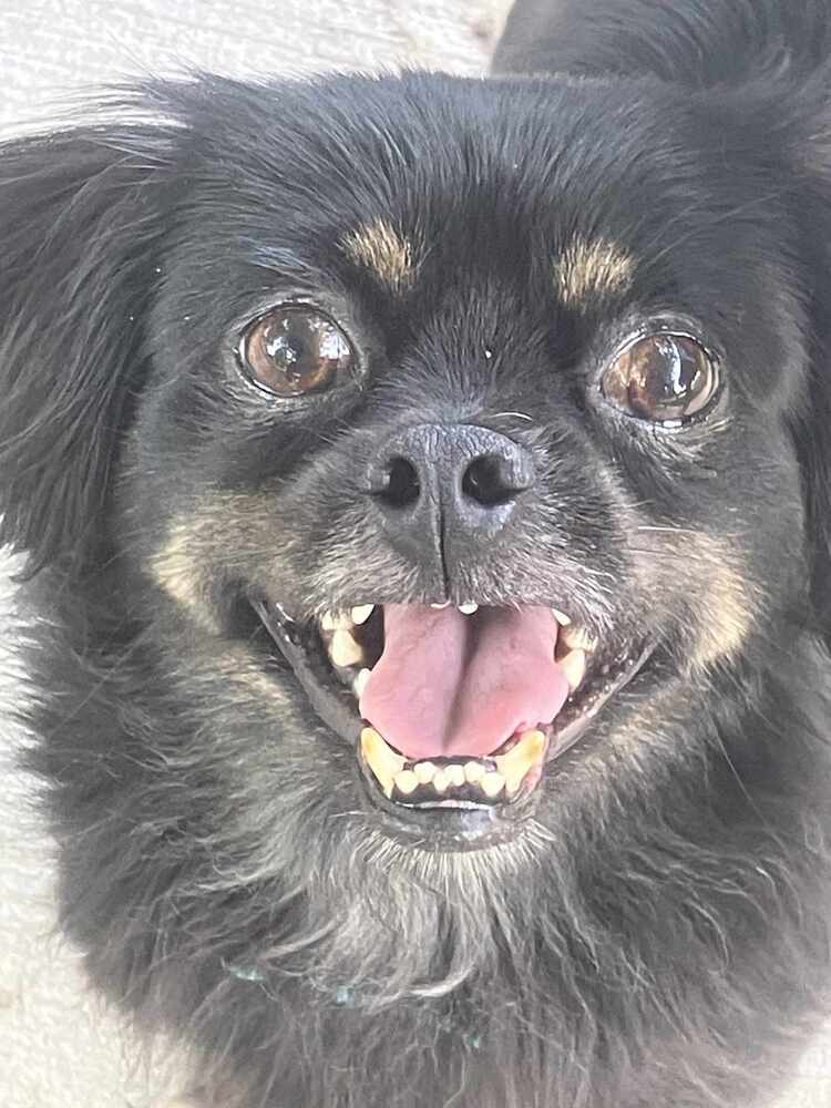Dakota JC, an adoptable Pekingese, Chihuahua in Peoria, IL, 61604 | Photo Image 5