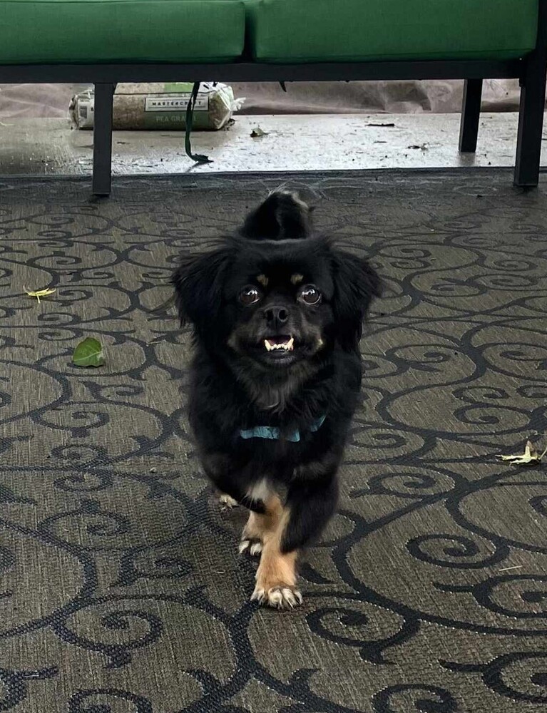 Dakota JC, an adoptable Pekingese, Chihuahua in Peoria, IL, 61604 | Photo Image 6