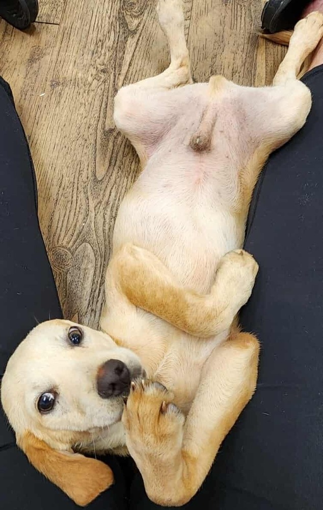 Nugget