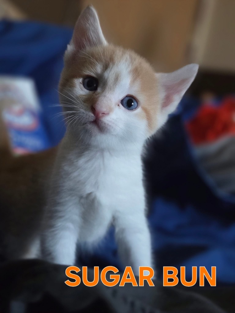 Sugar Bun