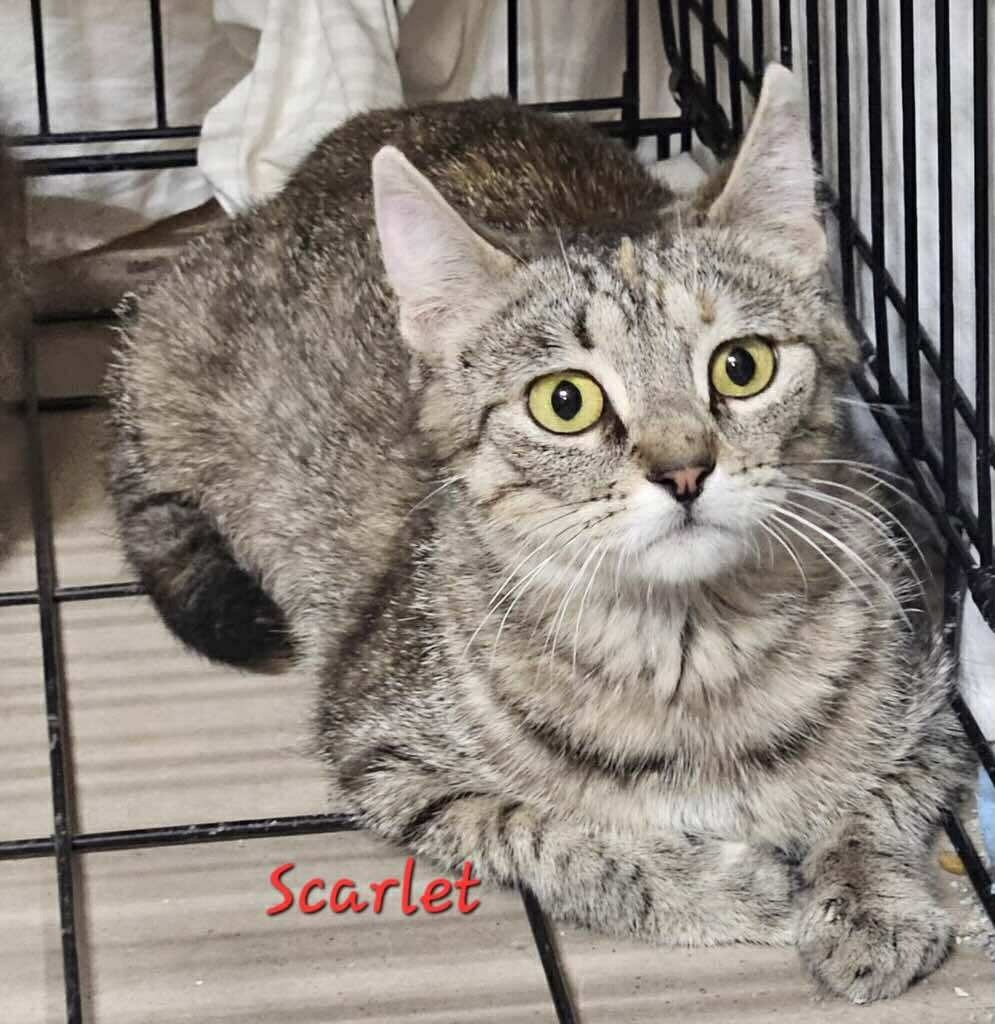 Scarlet