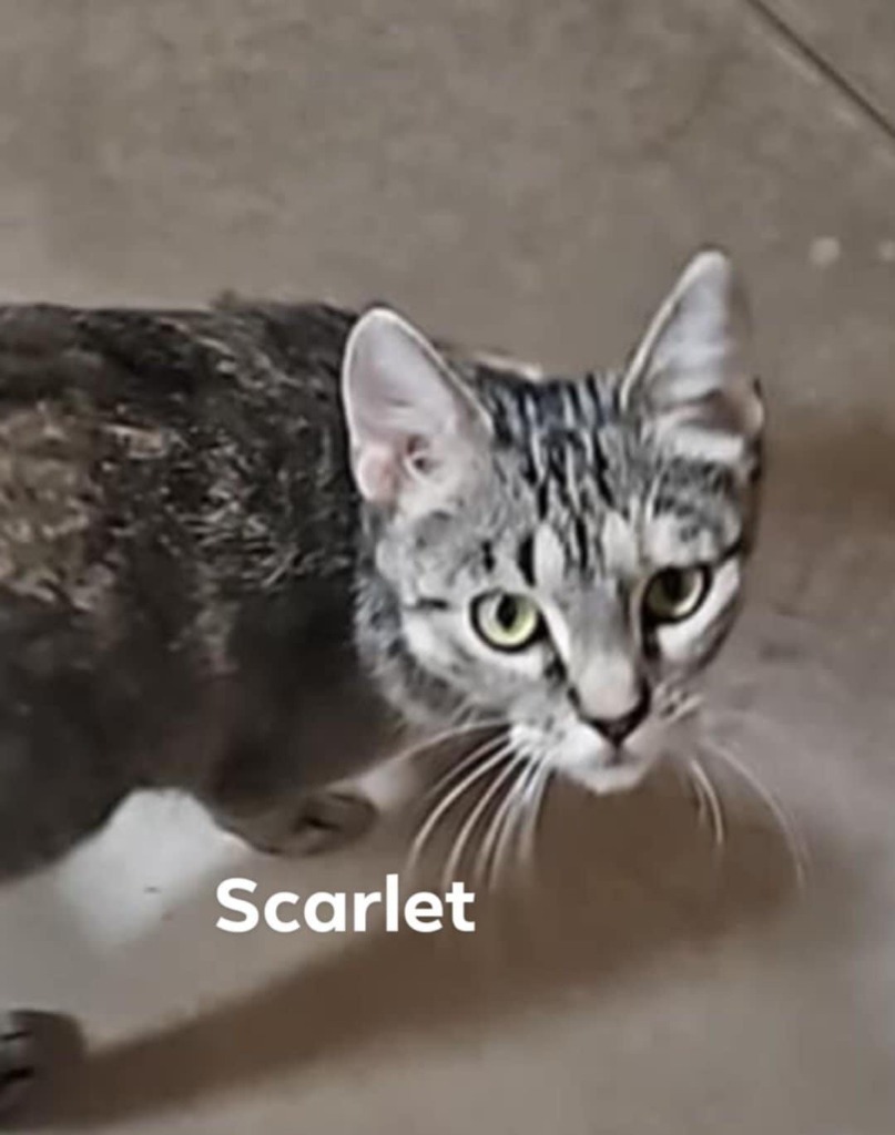Scarlet, an adoptable Domestic Short Hair in Cloquet, MN, 55720 | Photo Image 4
