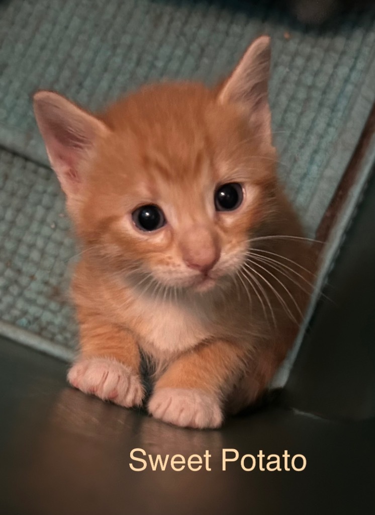Sweet potato