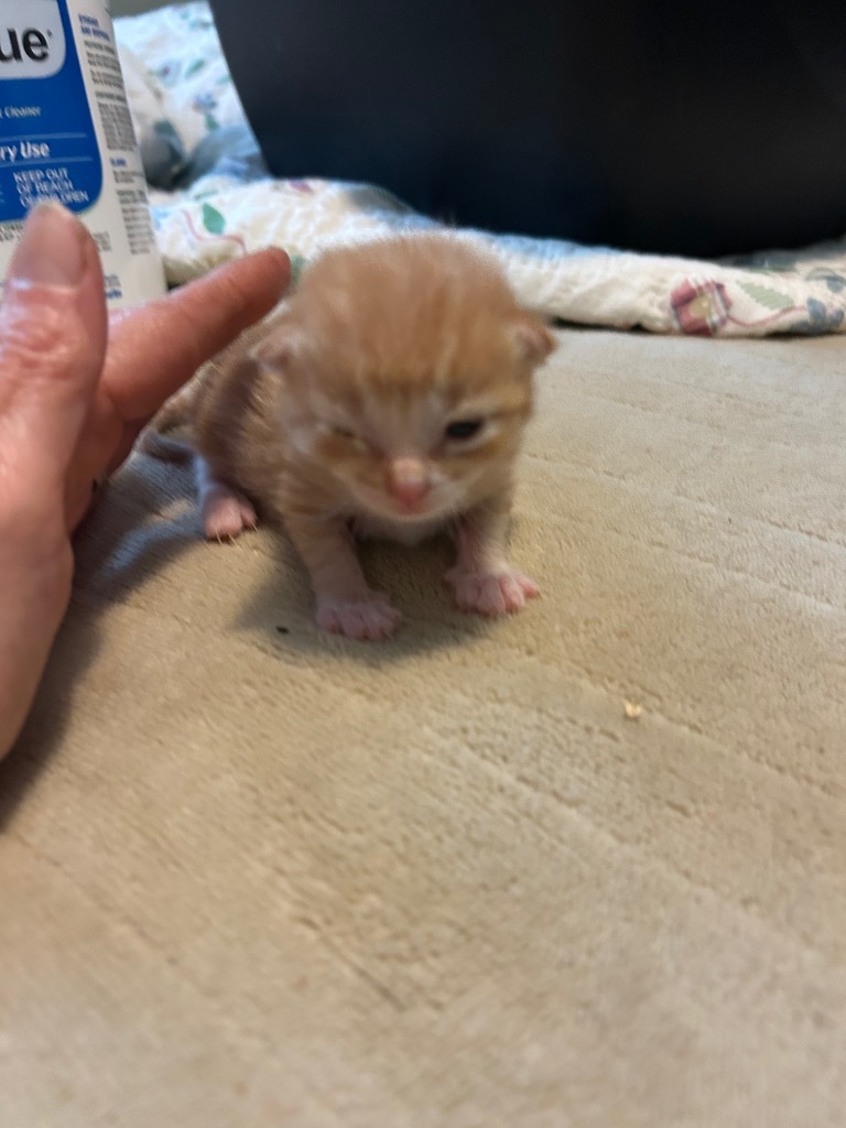 Sweet potato
