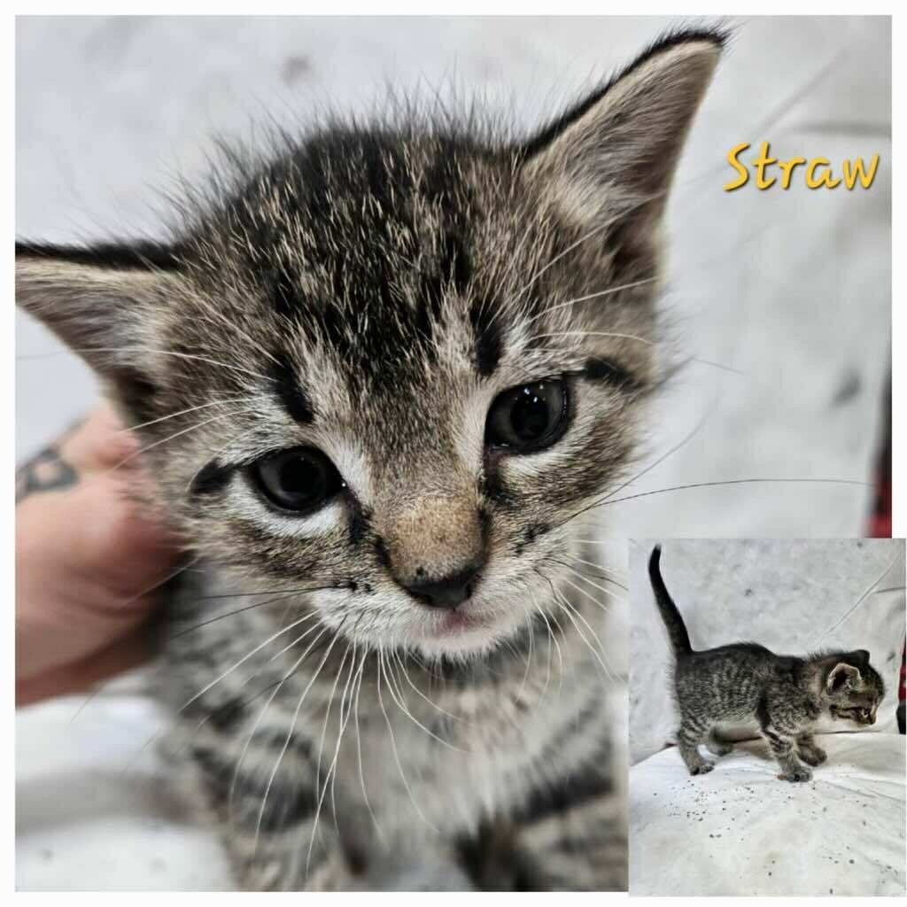 Straw