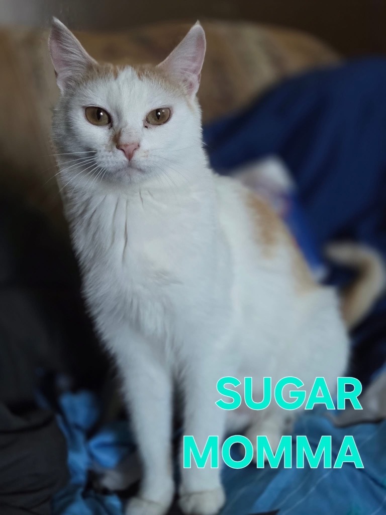 Sugar Momma