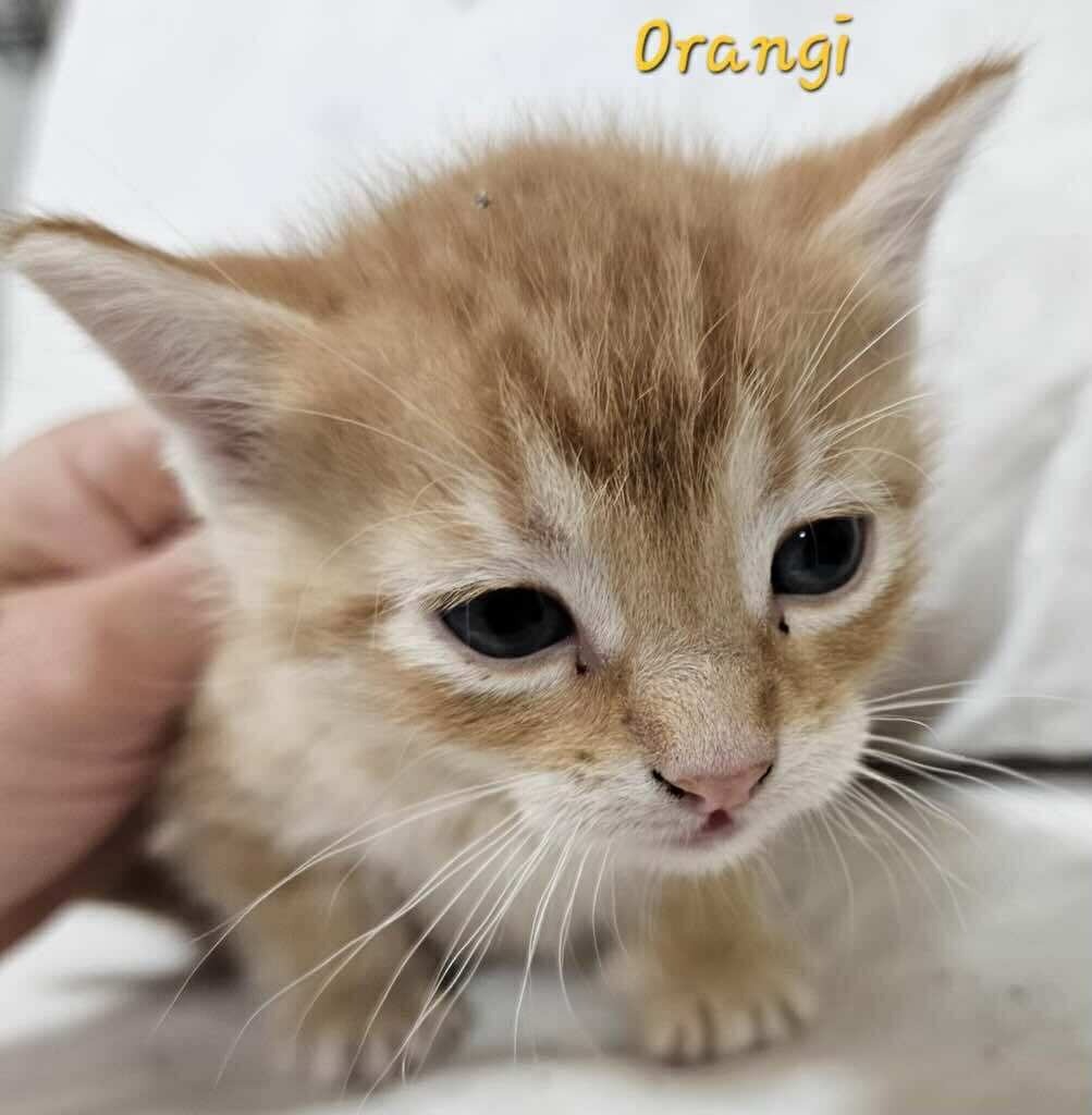 Orangi