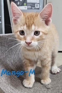 Mango