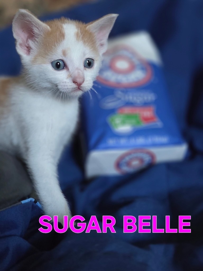 Sugar Belle