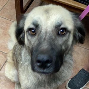 Stella, Young Female unknown