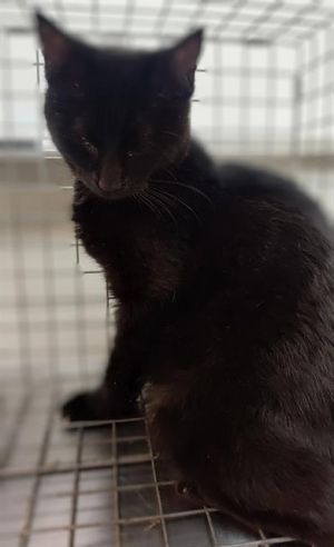 PIPER, Young Female unknown