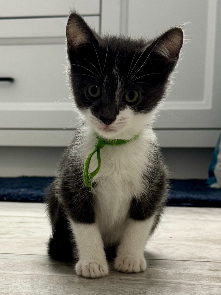 Sitka