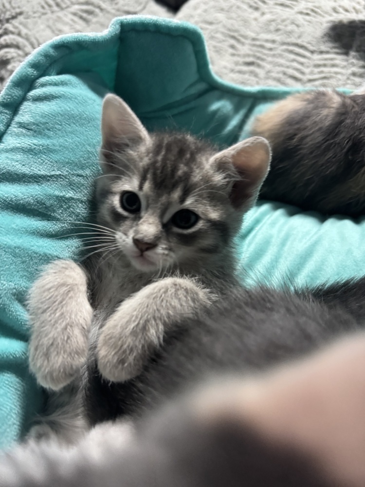 Scampi