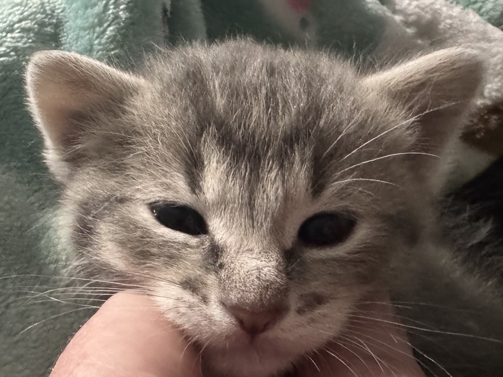 Scampi