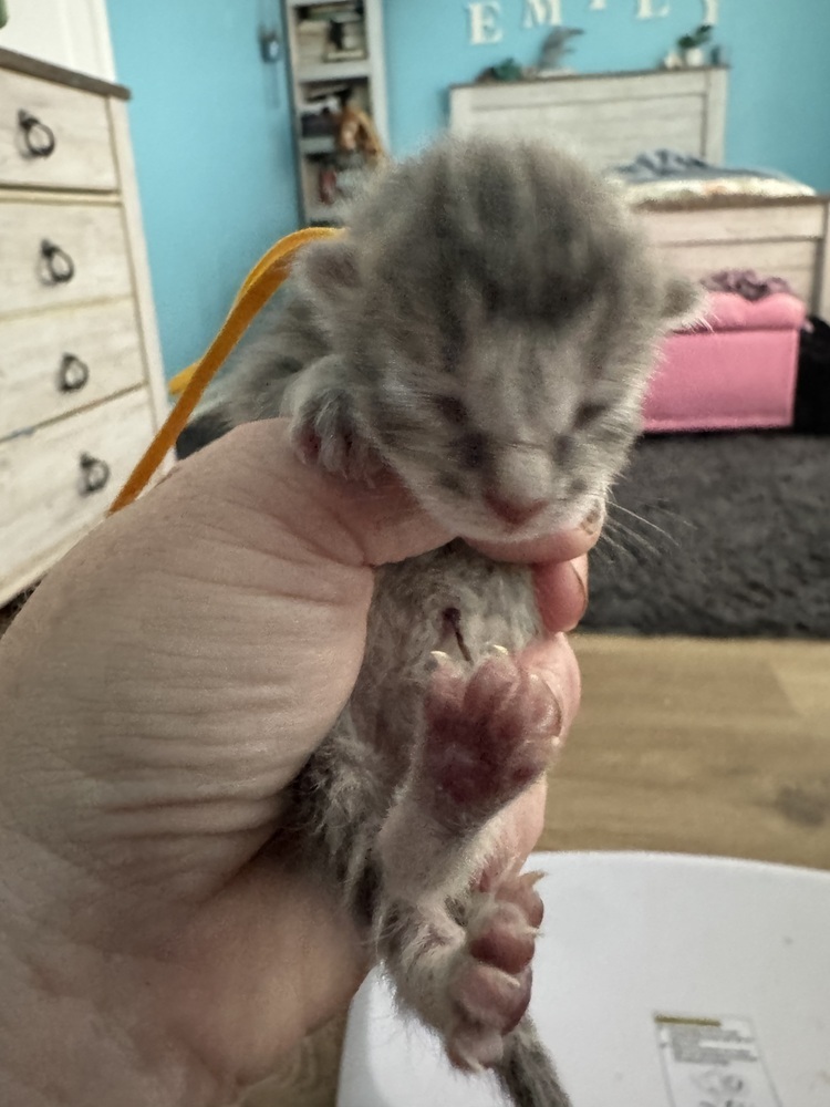 Scampi