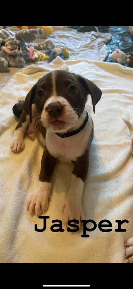 Jasper