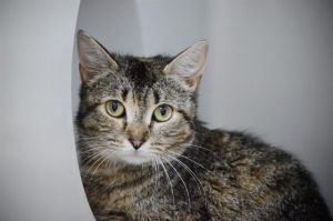 CROUTON, Young Female unknown