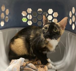 MARBLE, Adult Female unknown