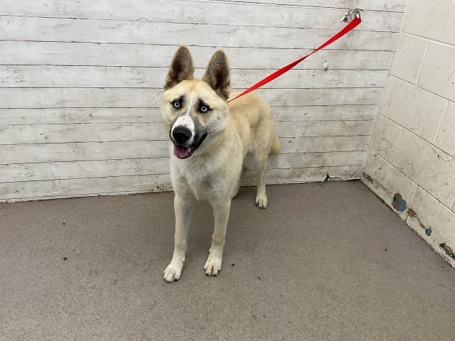 Adopt J.R.R TOLKEIN