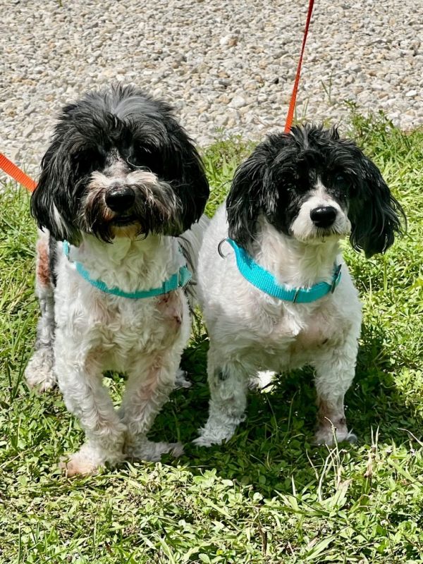 Louie / Lucie