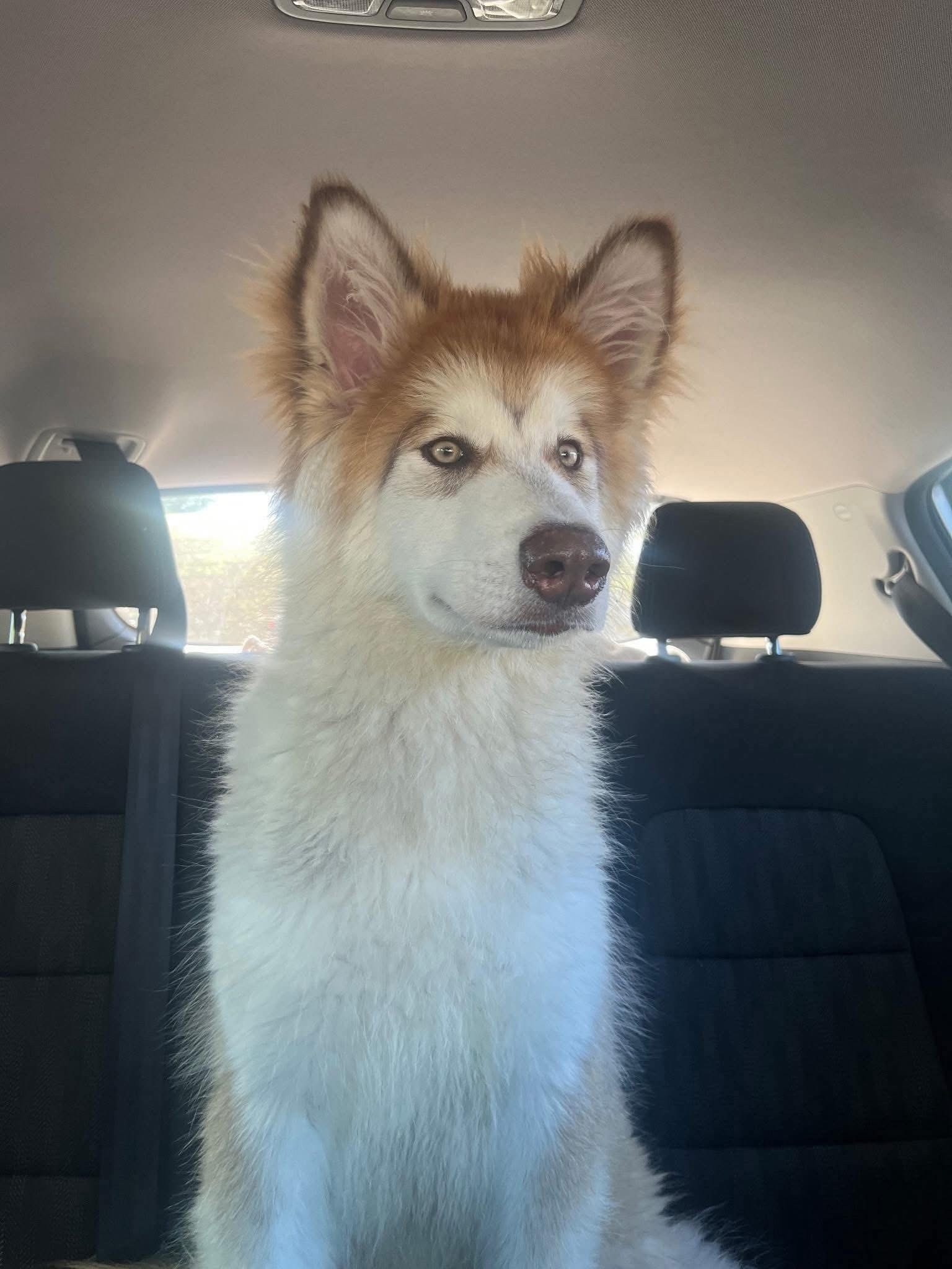Ringo, an adoptable Alaskan Malamute in Twin Falls, ID, 83301 | Photo Image 2