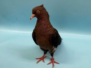 Salsa, Adult Female unknown