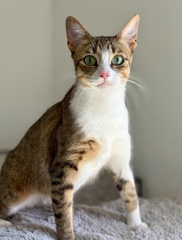 Alara