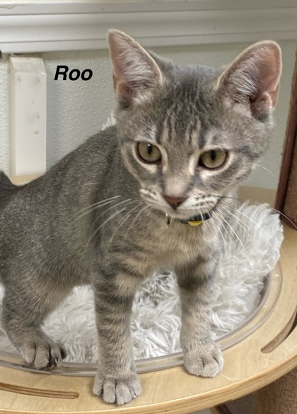 Roo