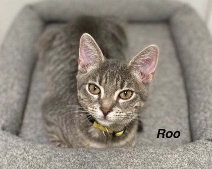 Roo