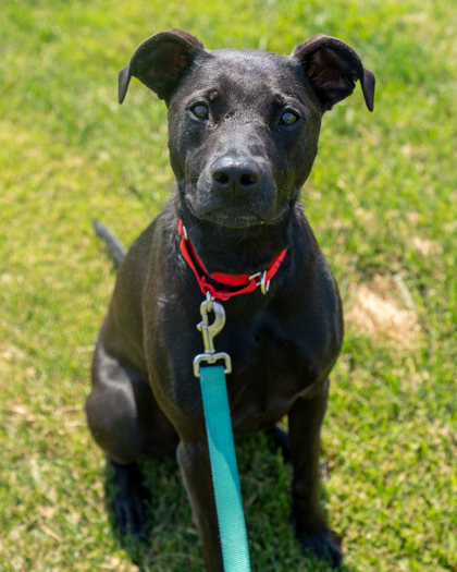 Onyx