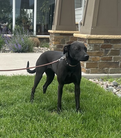 Onyx