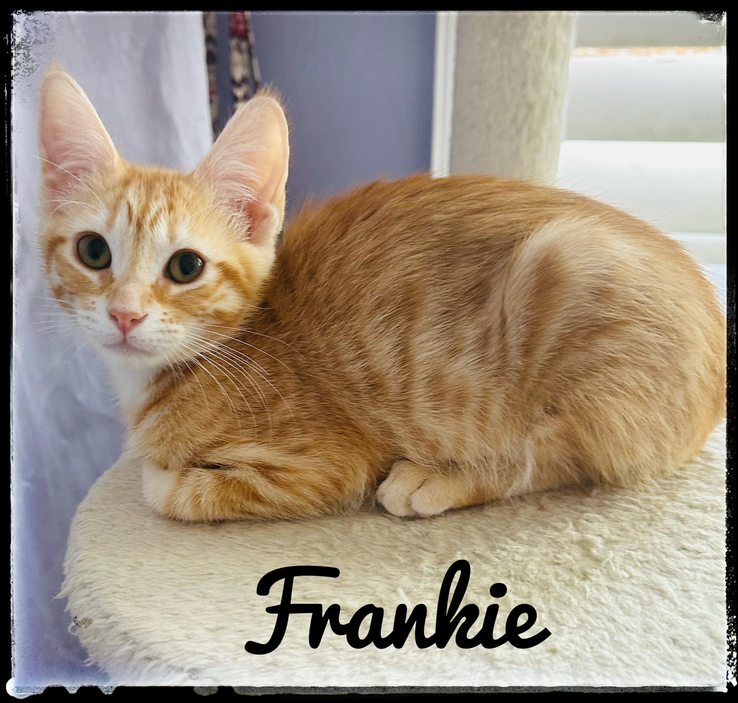 Frankie